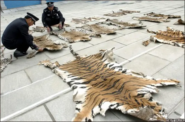 Funcionarios de aduanas inspeccionan una piel de tigre en Lhasa, Tíbet, en 2005