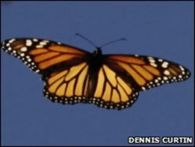 تتلی ، فائل فوٹو 