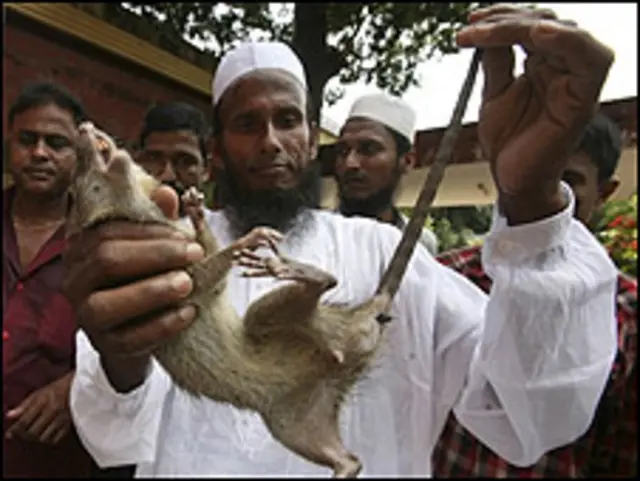 Seorang petani Bangladesh memamerkan tikus yang ditangkapnya.