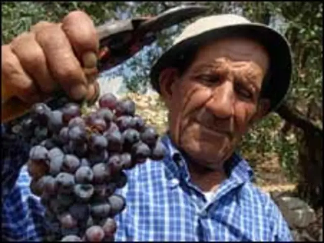 نائلہ کے ونیارڈ کا ملازلا