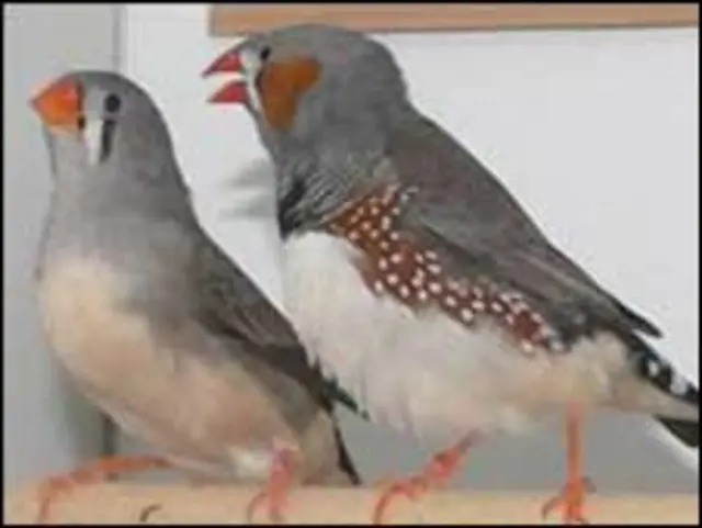 ज़ेब्रा फ़िंच 