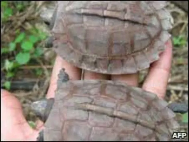 Tartaruga birmanesa ameaçada de extinção