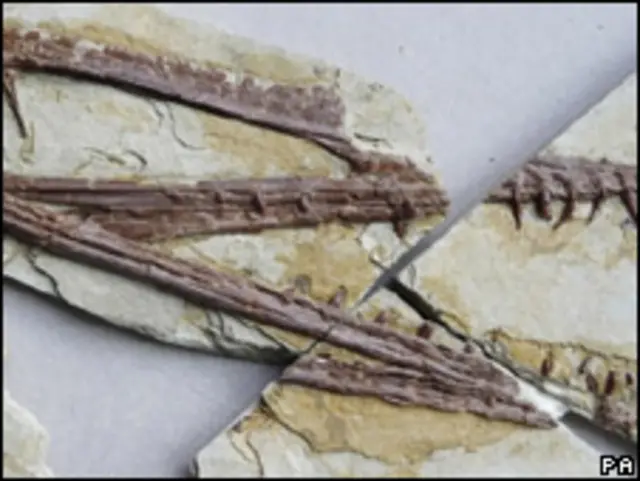 Giống mới này được đặt tên Darwinopterus, theo tên Charles Darwin