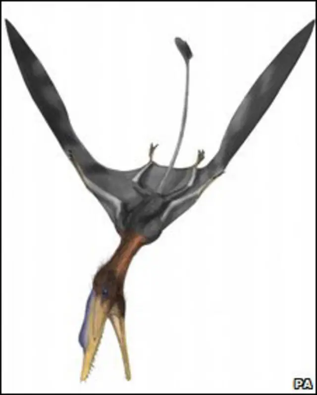 Loài bò sát này có cả đặc điểm của giống cao cấp và sơ khai