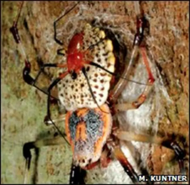 самка Nephila komaci