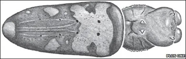 самка Nephila komaci