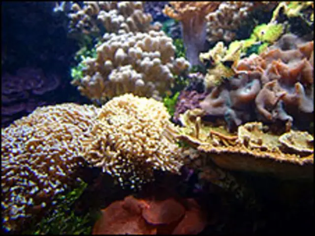 سمندر مونگے