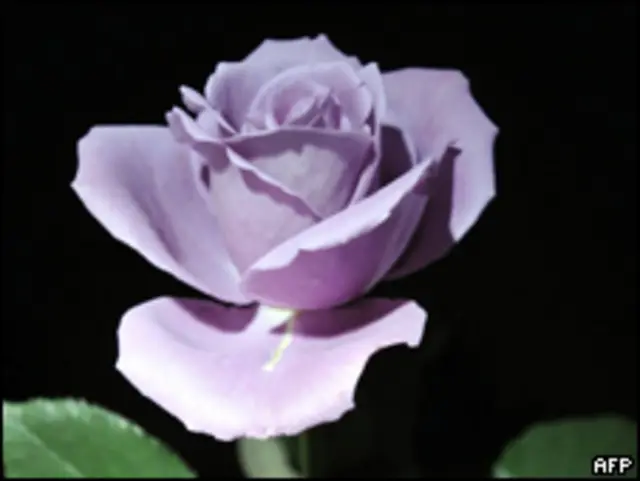 imagen de rosa de amor