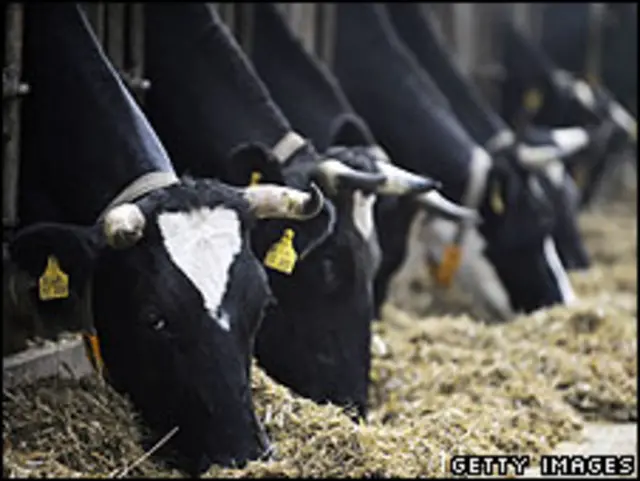 गाय (फ़ाइल फ़ोटो)