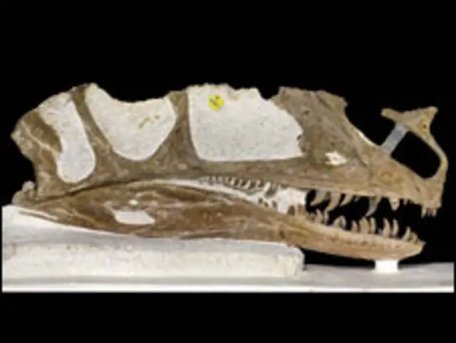 گوشت خور ڈائنوسار