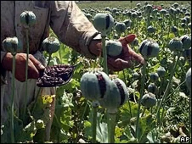 Cultivo de amapola. Archivo