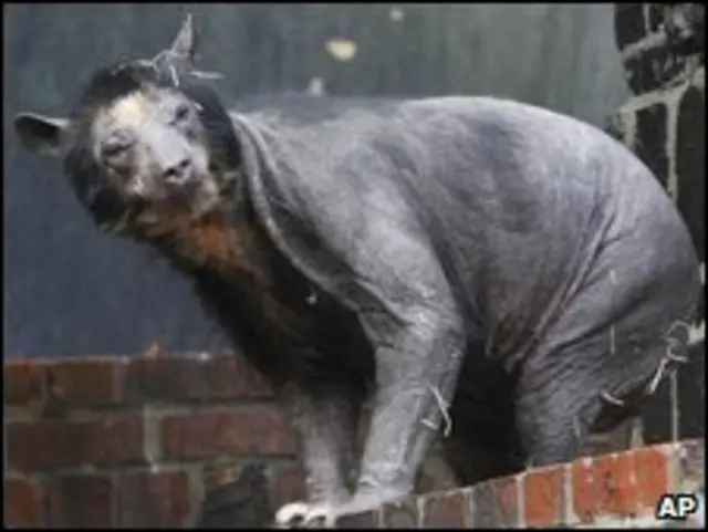 ایک ریچھ کے جسم کے سب بال جھڑ گئے ہیں