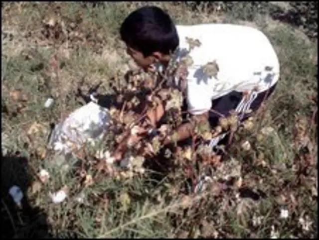 На хлопковом поле