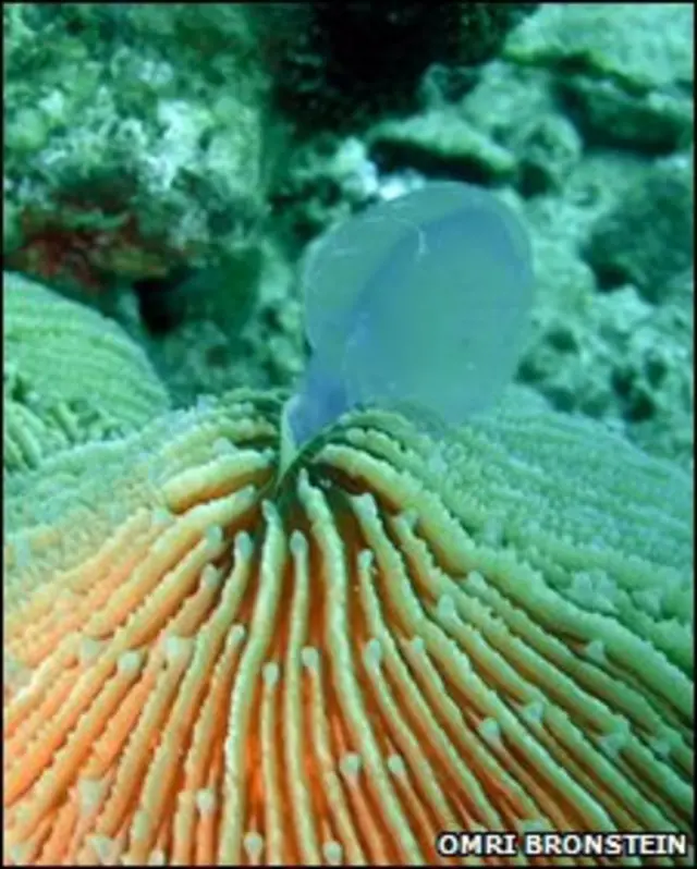 Coral devorando água-viva