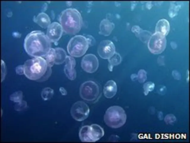 Águas-vivas no Mar Vermelho