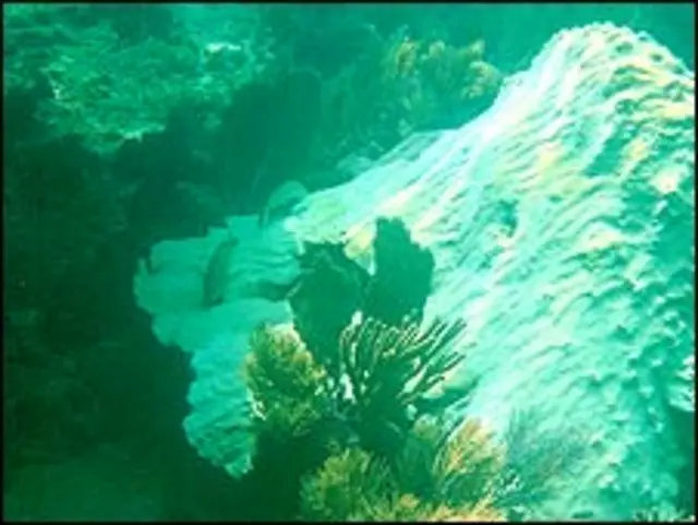 صخره مرجانی