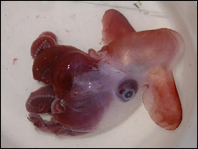 Medusa de las profundidades. Cortesía de The Census of Marine Life