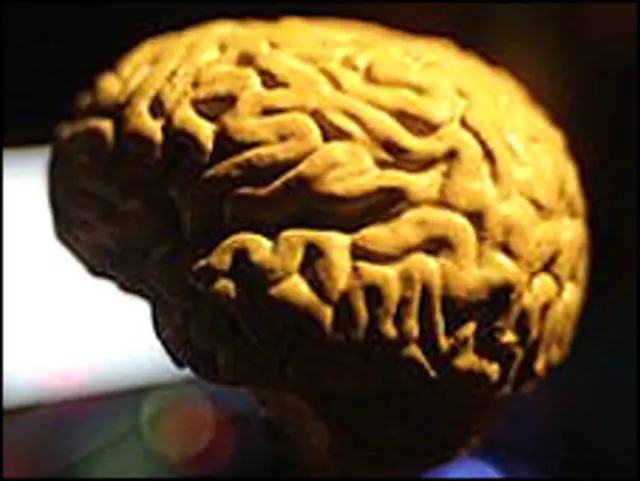 मस्तिष्क