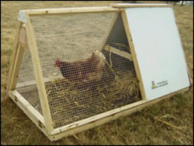 Galinha para aluguel (Foto: arquivo pessoal)