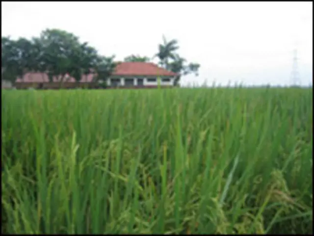 Sawah