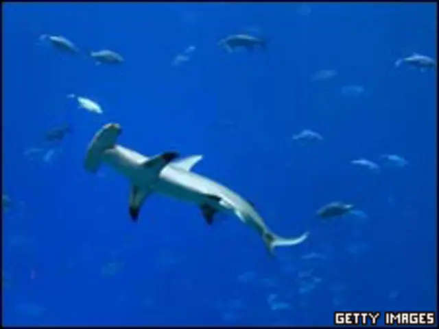 Акула-молот