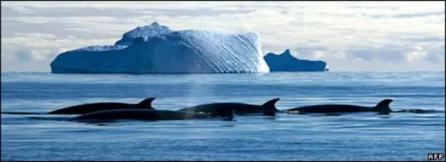 Антарктические льды