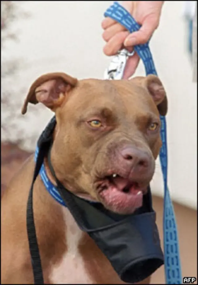 Питбультерьер