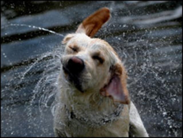 Собака отряхивается от воды