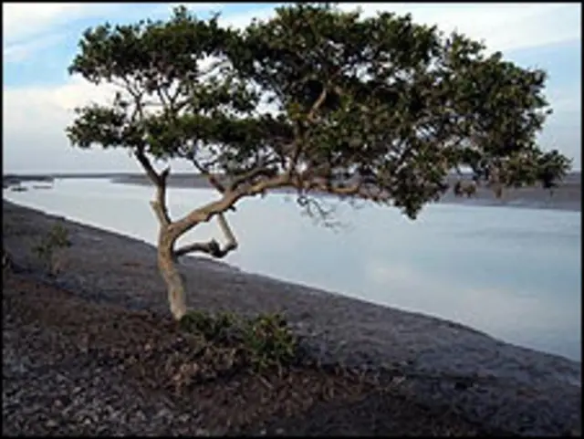 دریائے سندھ ڈیلٹا