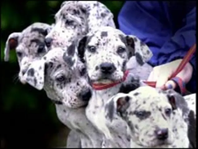 el lobo es mas listo que el perro