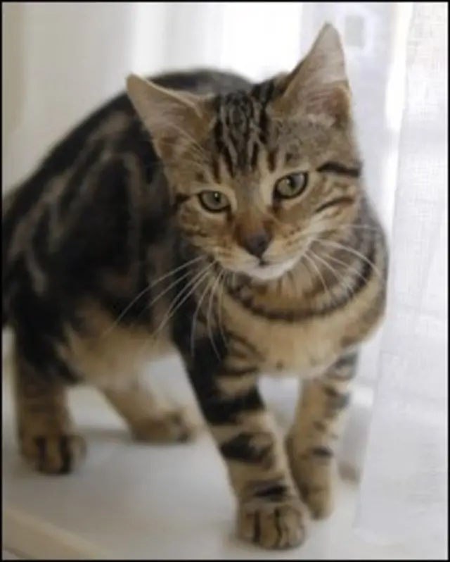 el lobo es mas listo que el perro