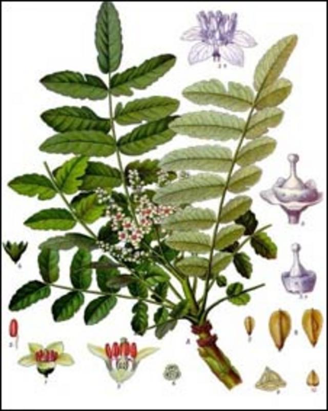 Planta del árobol de la Boswellia