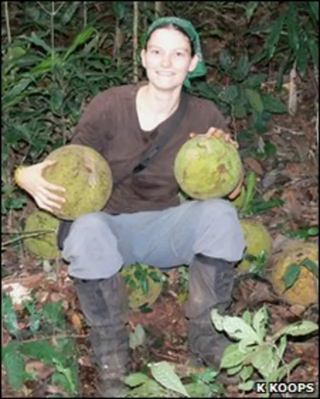 Кателийна Купс с плодами трекулии