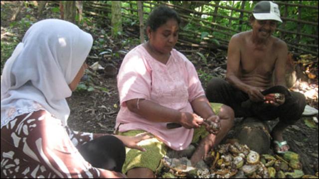 Para petani mengupas kakao hasil ladang mereka