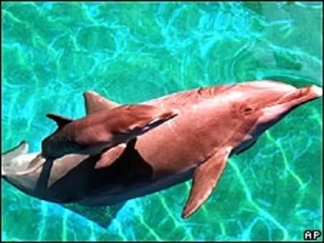 बोटलनोज़ डॉल्फ़िन