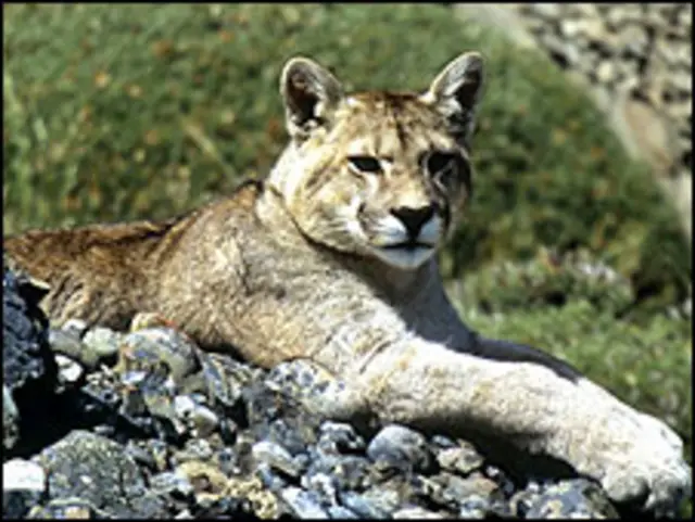 Warga Dakota Selatan bisa membunuh singa gunung jika merasa terancam.