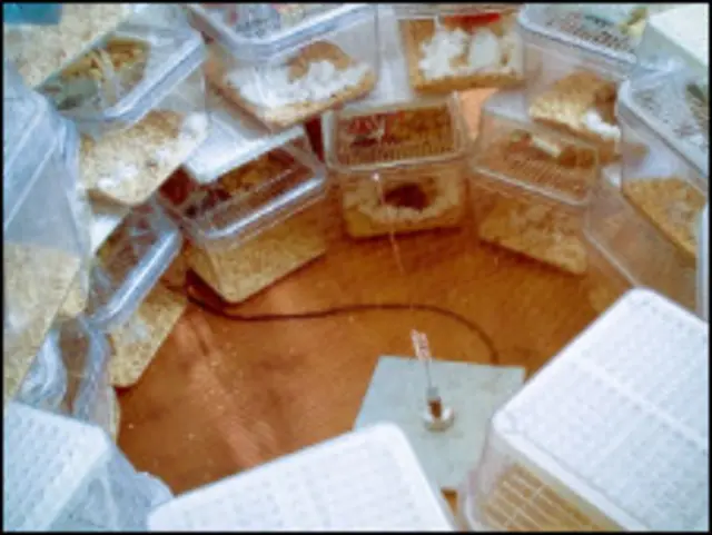 मोबाइल फ़ोन से निकलने वाली किरणों से अल्ज़ाइमर्स का इलाज़ संभव हो सकता है.