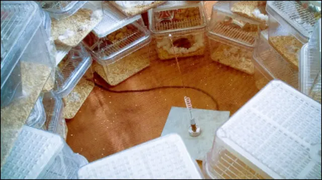 Излучение телефонов