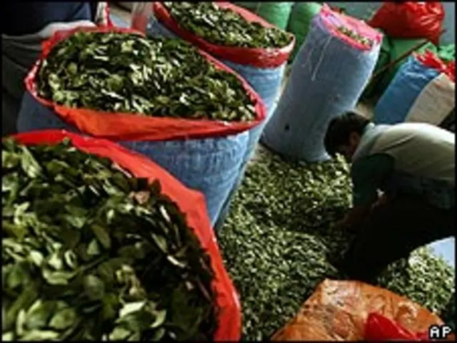 Cosecha de coca en Bolivia