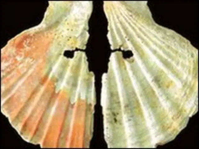 Concha (Foto: João Zilhão)