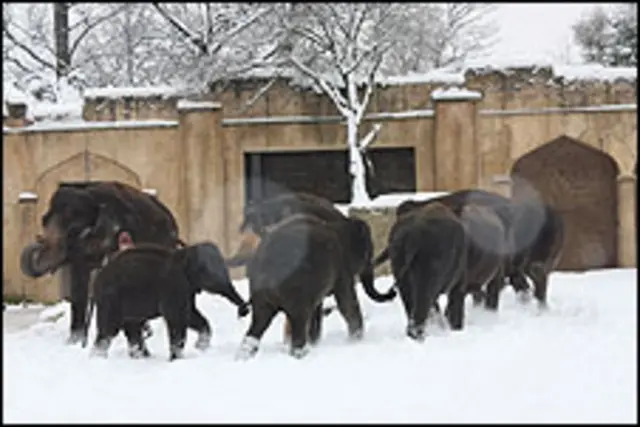 Elefantas grávidas (Foto: Divulgação/Zoológico de Hannover)