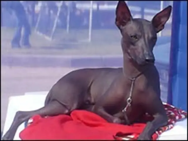 como se llama un perro chino