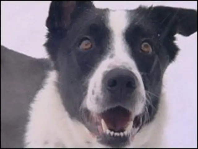 Anjing collie, Cent dibesarkan di lingkungan keluarga Polandia