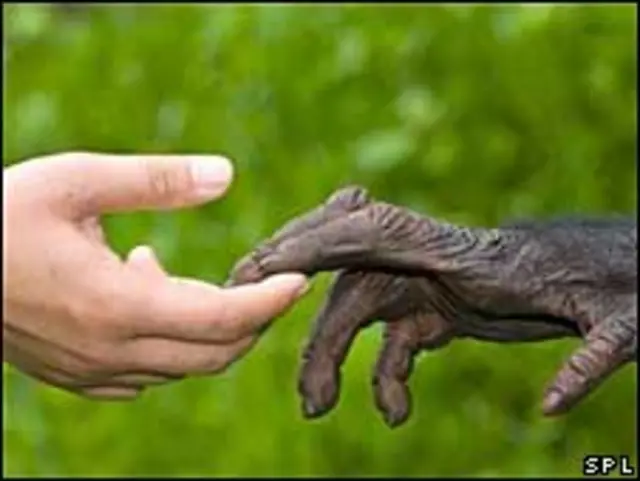 Руки человека и обезьяны