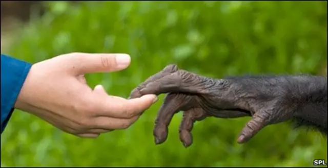 دست شامپانزه و انسان