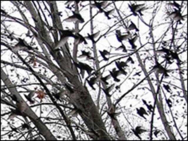 дрозды на дереве в Севастополе