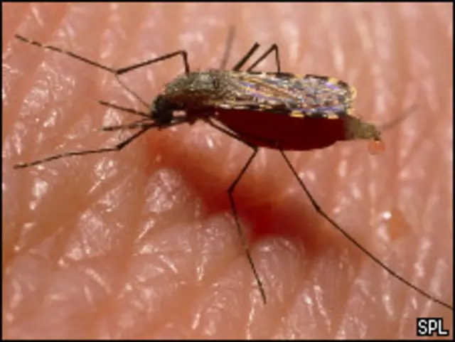 Малярийный комар