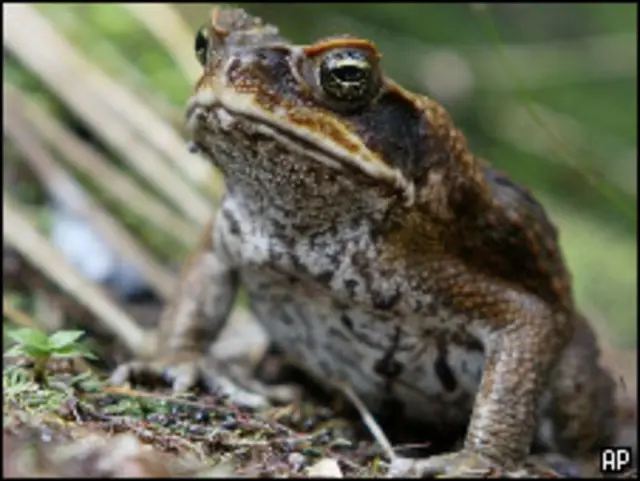 Тростниковая жаба