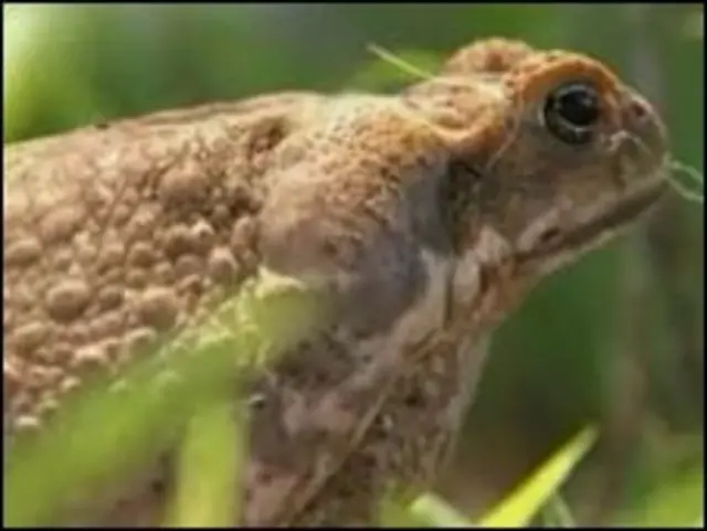 Sapo de caña