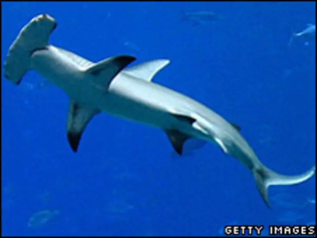鲨鱼